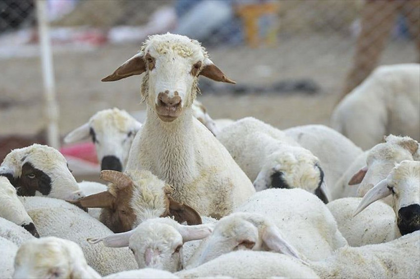 Kurbanlık seçerken sağlık tedbirlerini ihmal etmeyin