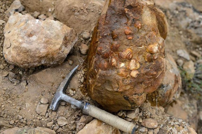 Iğdırda bitki ve midye fosilleri bulundu