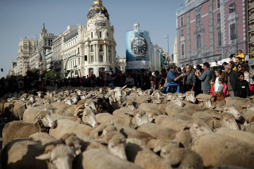 TZOB Başkanı Bayraktar kurbanlık fiyatlarını açıkladı