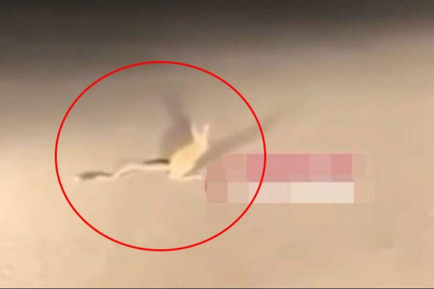 Gölbaşında Kanguru Faresi görüldü