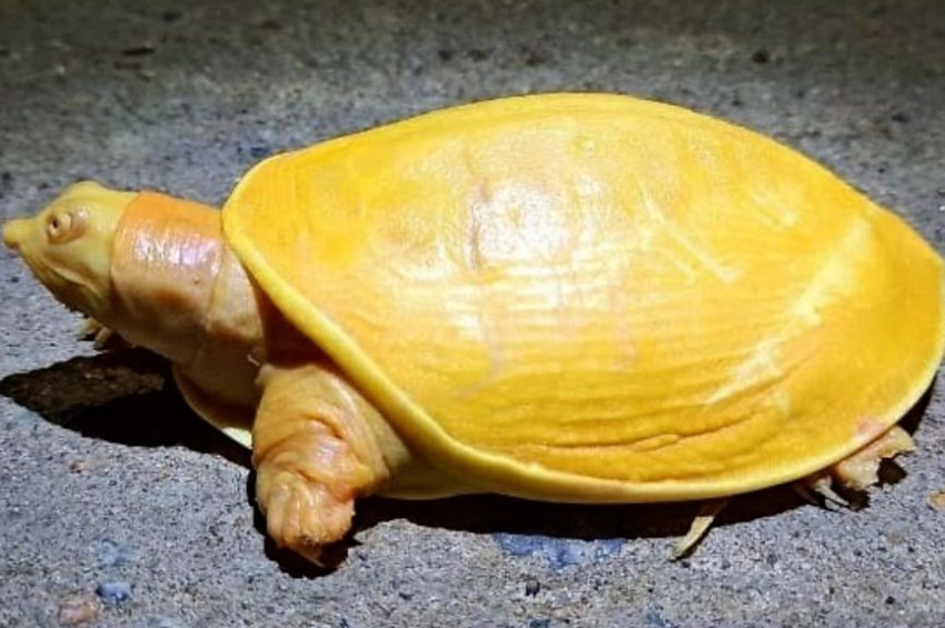 Hindistanda nadir bulunan sarı kaplumbağa korumaya alındı