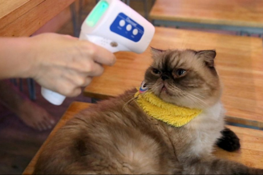 İlk kez evcil hayvanda koronavirüs tespit edildi