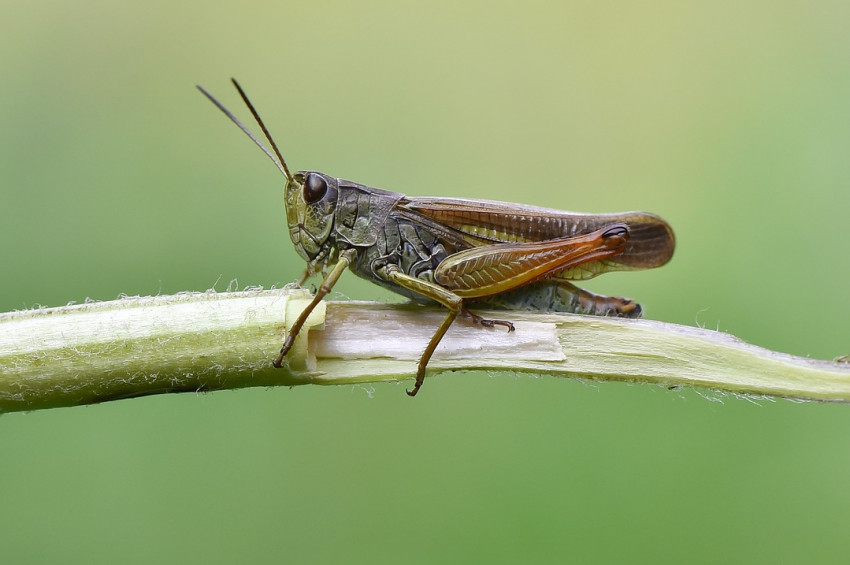 Bomba uzmanı yarı robot çekirgeler