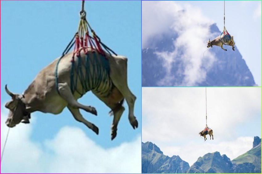 İsviçrede yaralı inek helikopterle taşındı