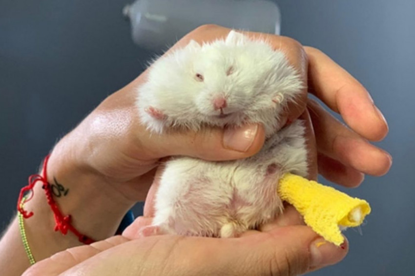 Ayağı kırılan 25 gramlık hamstera pim takıldı