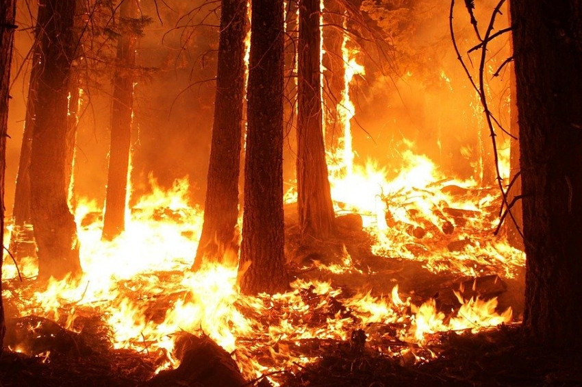 Amazon Ormanlarından yangın eksik olmuyor