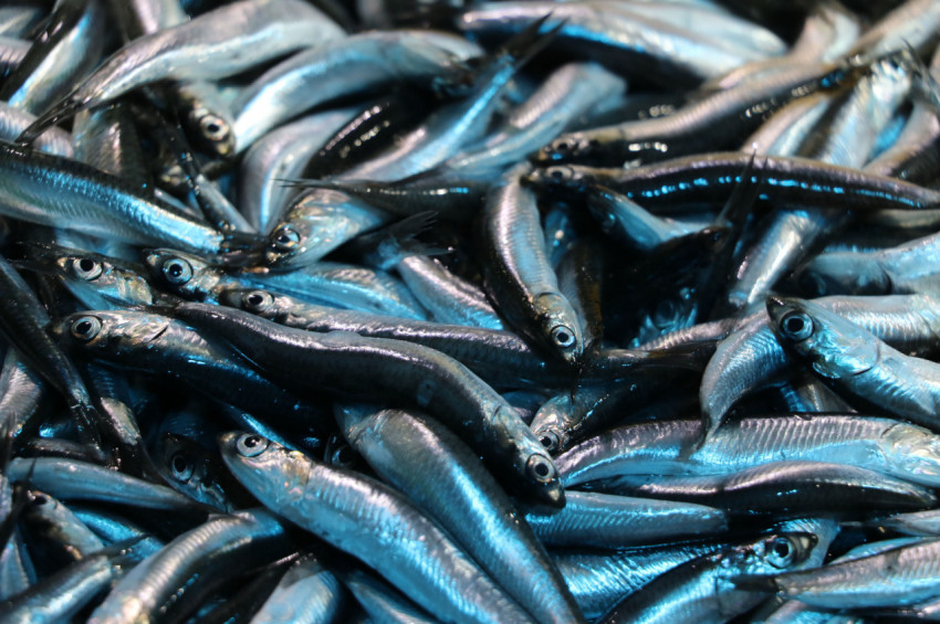 Araştırmalara Göre Marmara ve Karadenizde çoğu balığın soyu tükendi