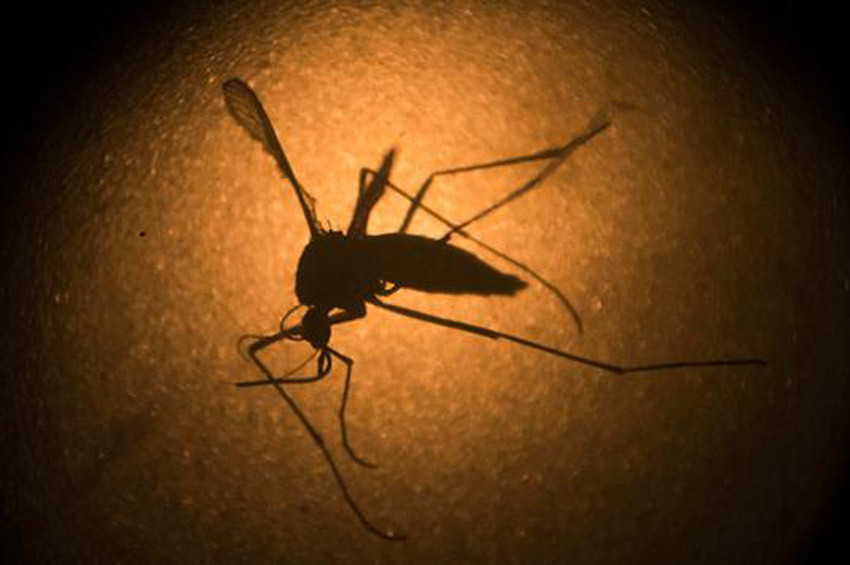 ABDde genetiği değiştirilmiş 750 milyon sivrisinek doğaya salınacak