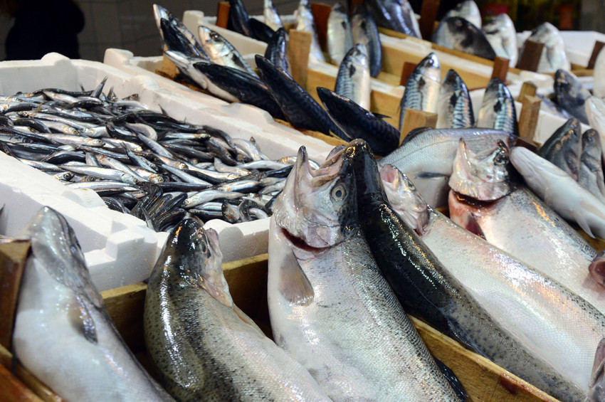 Balıkçılar yeni sezondan umutlu