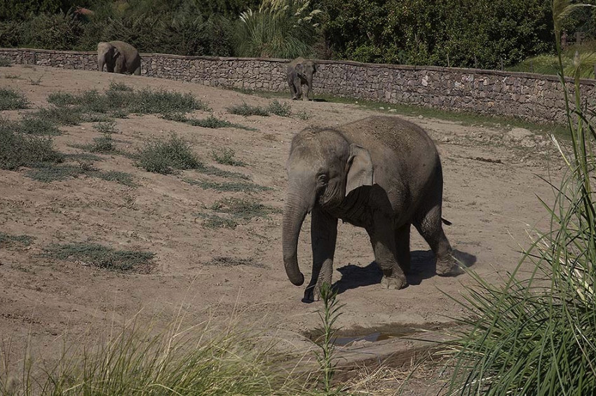 Türkiyede doğan ilk fil İzmir 9 yaşında