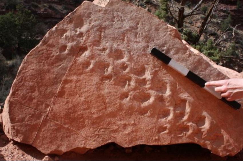 Arizonada 313 milyon yıllık ayak izleri bulundu