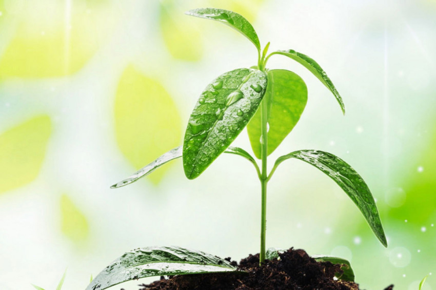 Yapay Fotosentez Çalışmalarıyla Güneş Enerjisine.Çevirmek Mümkün