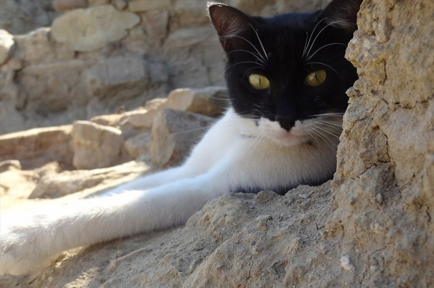 Arkeolojik alanda yaralı bulunan kedi şimdi arkeolog gibi yaşıyor