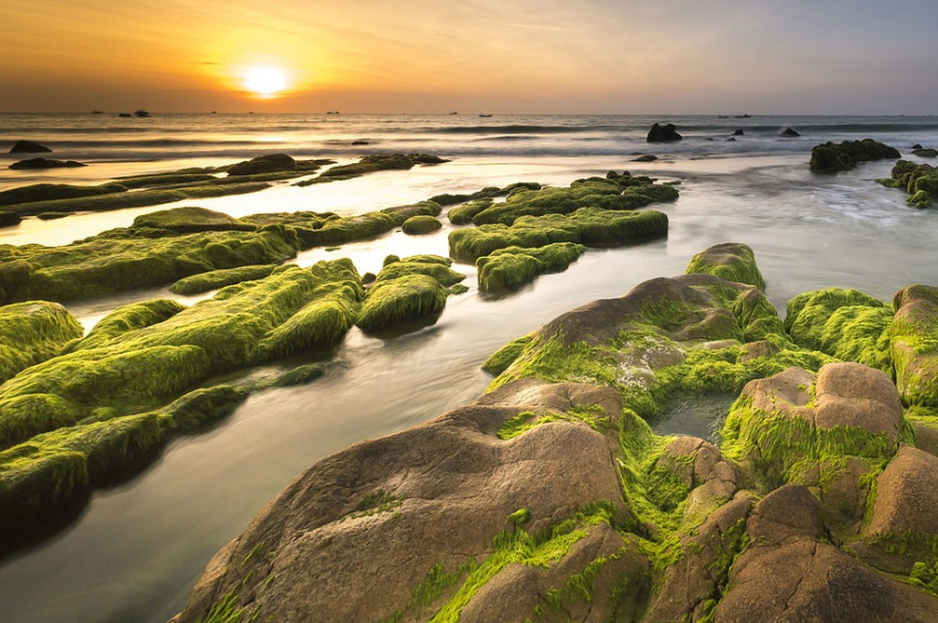 Deniz Yosunu Çiftliklerinin sayısı artıyor