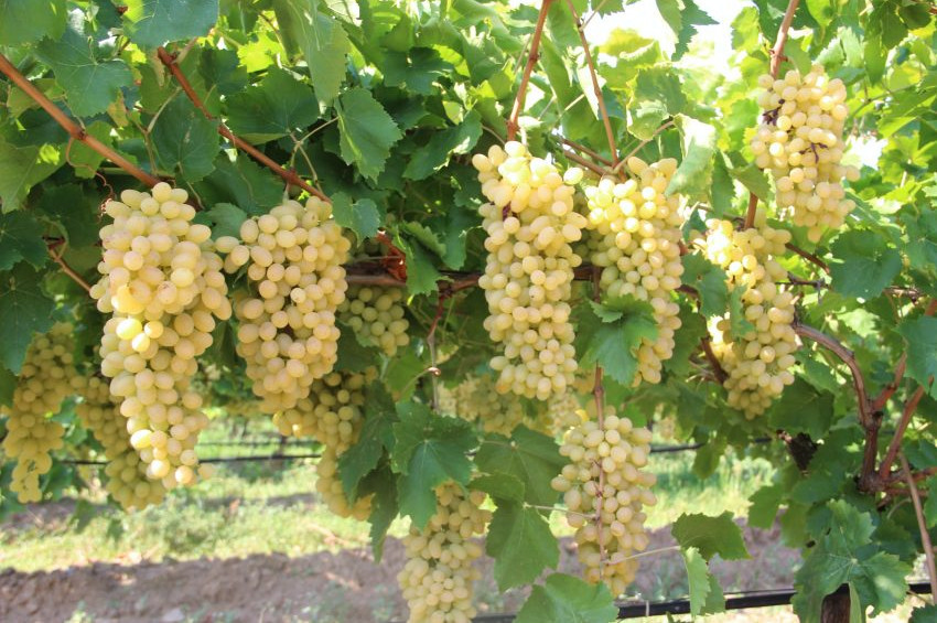 9 tarım ilacı yasaklandı, 7 ilaca kısıtlama getirildi