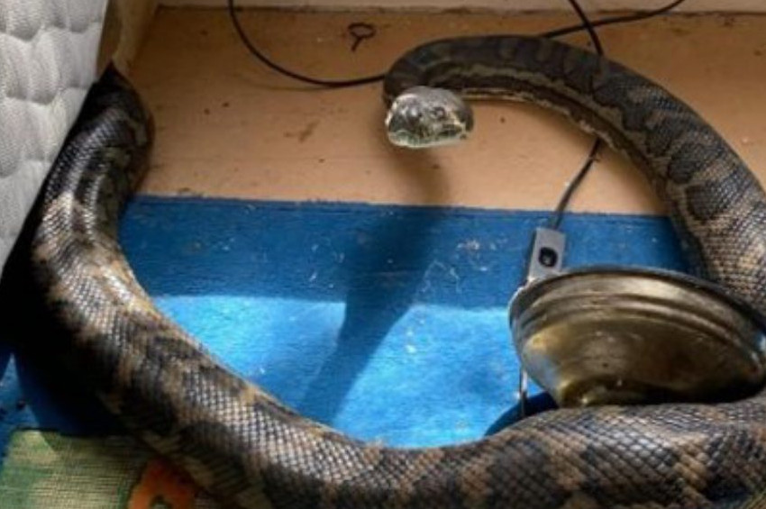 Avustralyada iki piton yılanı mutfak tavanını çökertti