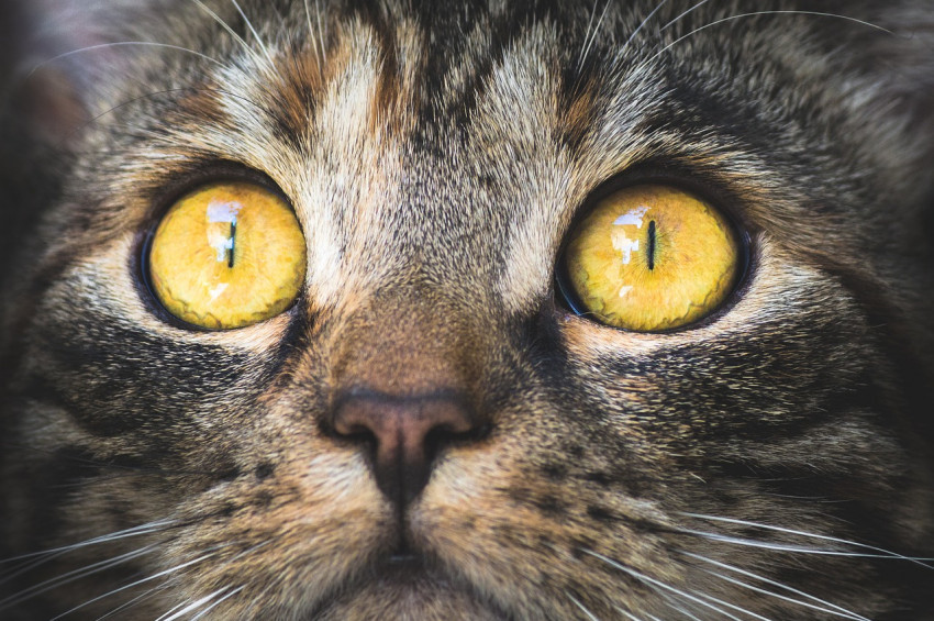 Çok sayıda kedi koronovirüs taşıyor olabilir