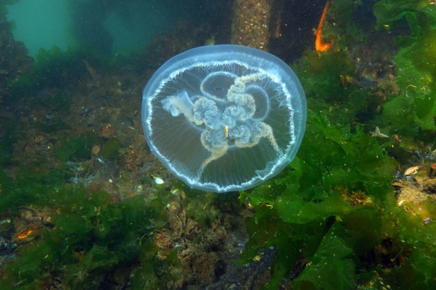 Marmarada görülen ay denizanası için uyarı