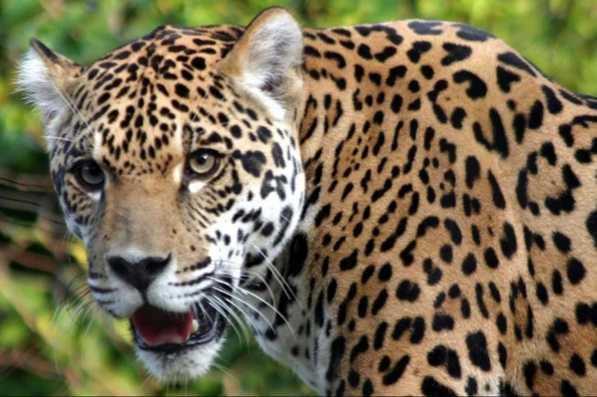 Dünyanın En Güçlü Isırığına Sahip 10 Hayvan