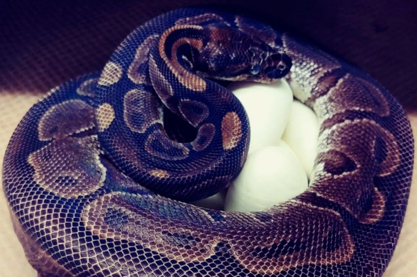 Dünyanın En Yaşlı Yılanı, Eşeysiz Yumurtlayarak Herkesi Şaşırttı