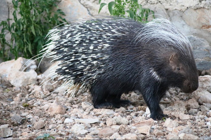 Kahramanmaraşa inen oklu kirpi uyuşturucu tabanca ile yakalanabildi.