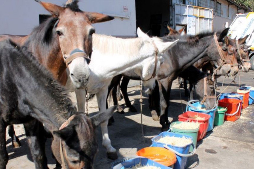 Zonguldakın emektar katırları emekli oldu