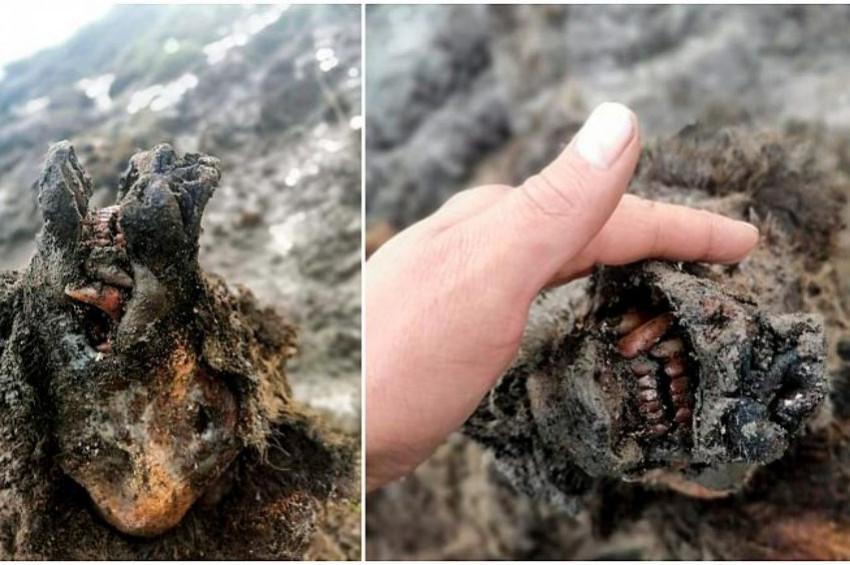 Rusyada 30 bin yıllık ayı mumyası bulundu