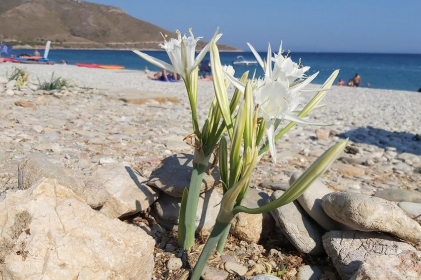 Kum zambaklarını kopartanlar 73 bin lira ceza ödeyecek