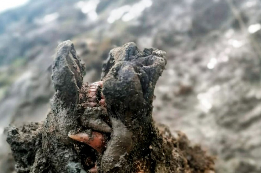 Sibiryada buzul çağından kalma ayı fosili bulundu