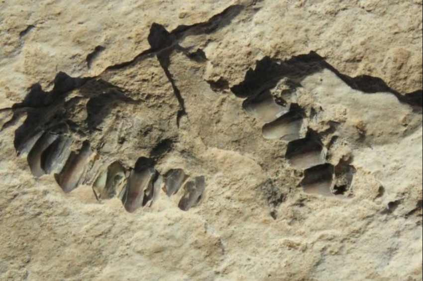 Arap Yarımadasında 120 Bin Yıllık İnsan Ayak İzleri Keşfedildi