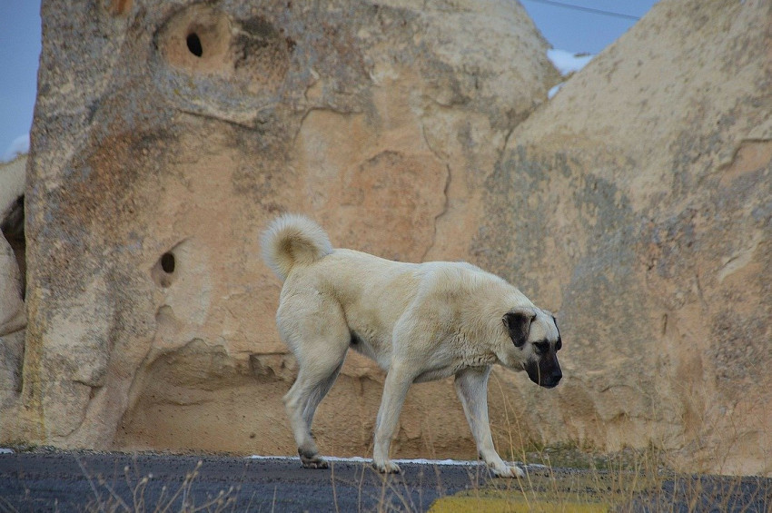 Kangalların neden yavrularını yediği anlaşıldı