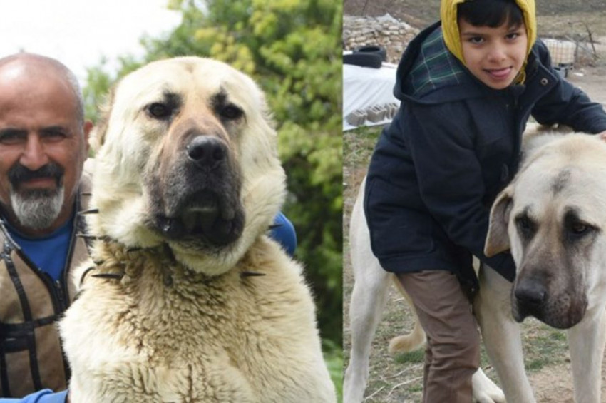 Valiler arasında Anadolu aslanı atışması