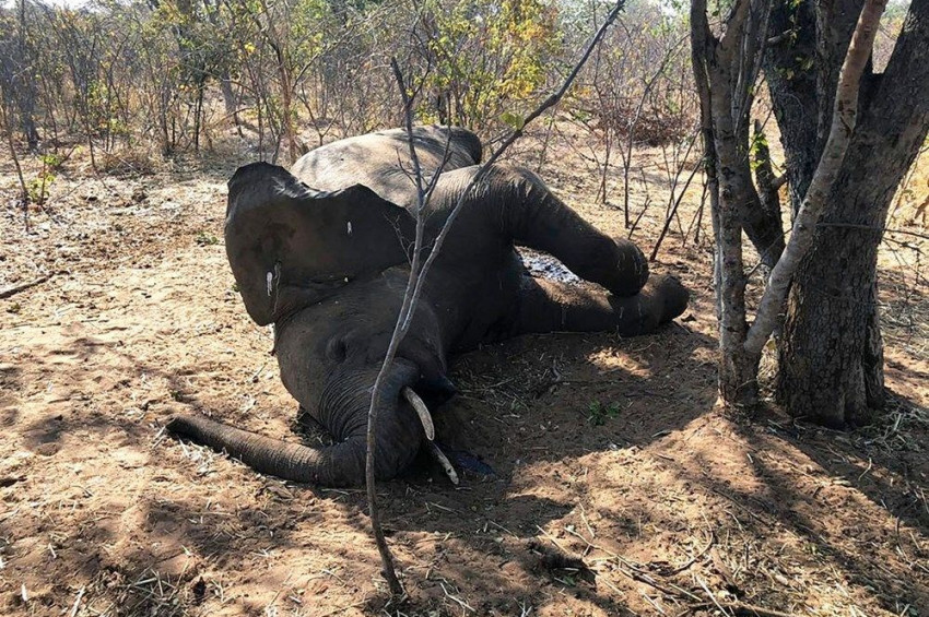 Bostvana’daki gizemli fil ölümlerinin nedeni açıklandı