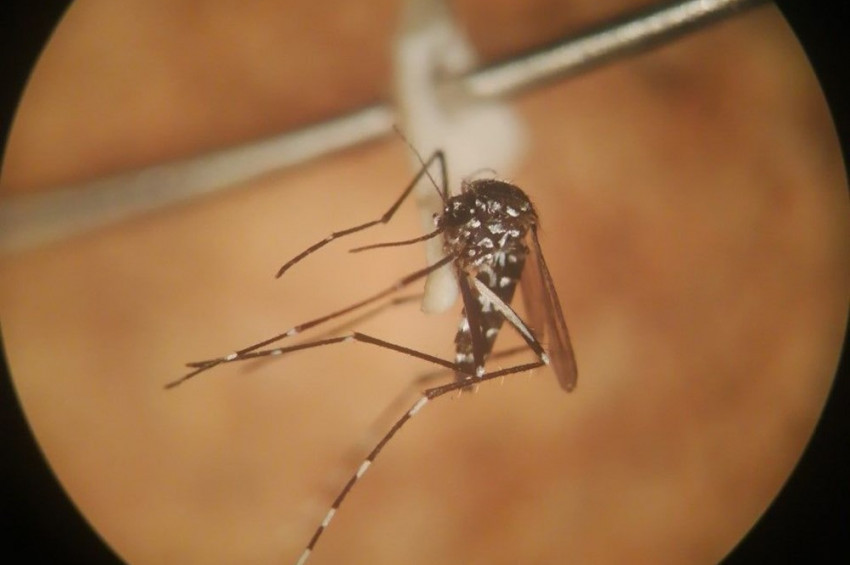 İstanbulda Asya Kaplan Sivrisineği paniği