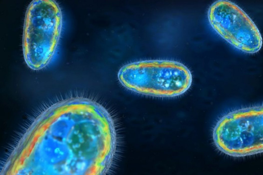 içme suyunda beyin yiyen amip tespit edildi