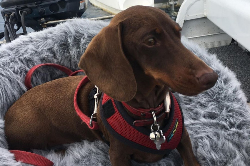 Sahiplerine ulaşmak için 16 bin kilometre yol kat etti