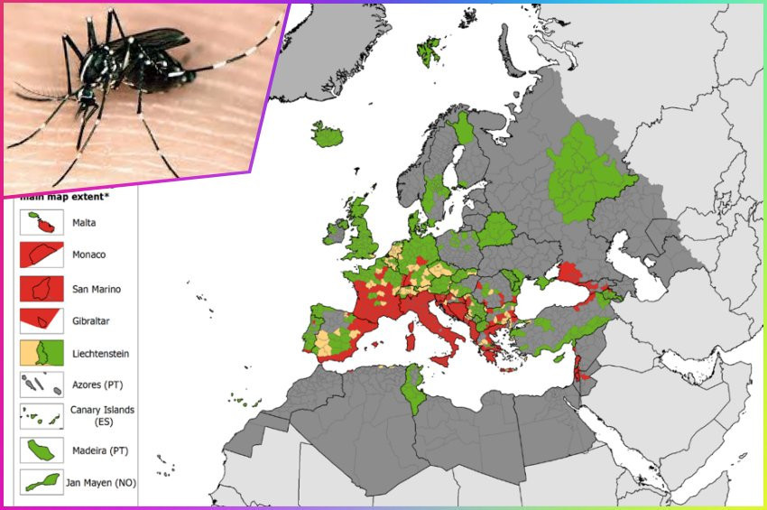 Giysi üzerinden de ısıran Asya kaplan sivrisineği