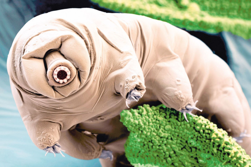 Su Ayıları, Dünyadaki En Yok Edilemez Hayvan Türü mü?