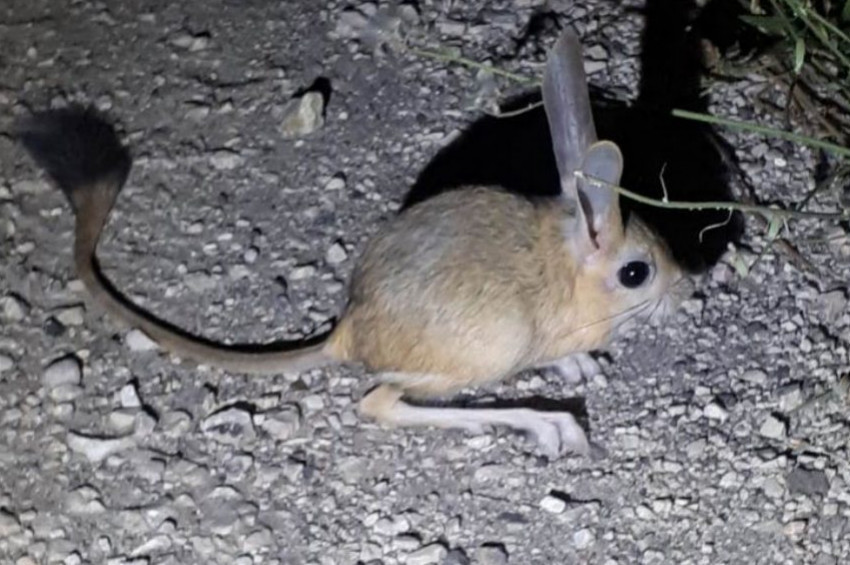 Arap tavşanı Amasyada cep telefonu ile görüntülendi