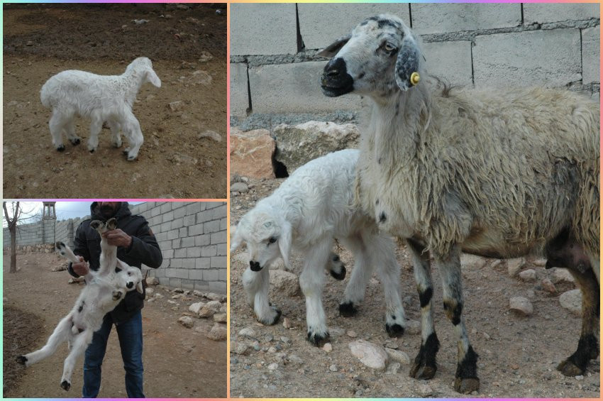 Diyarbakırda 6 ayaklı kuzu doğdu