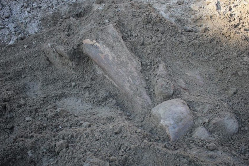 Amasyada mamut fosili bulunduğu iddiası