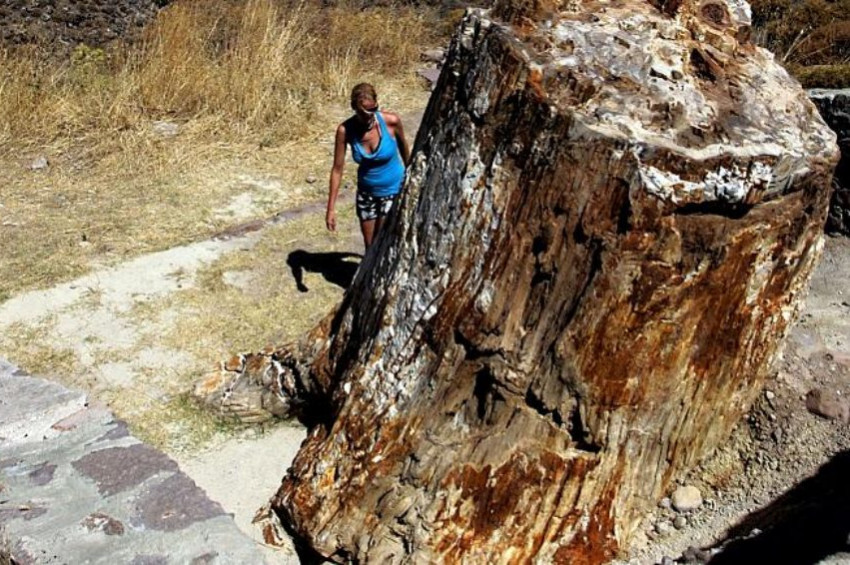 Midillide 20 milyon yıllık fosil ağaç keşfedildi
