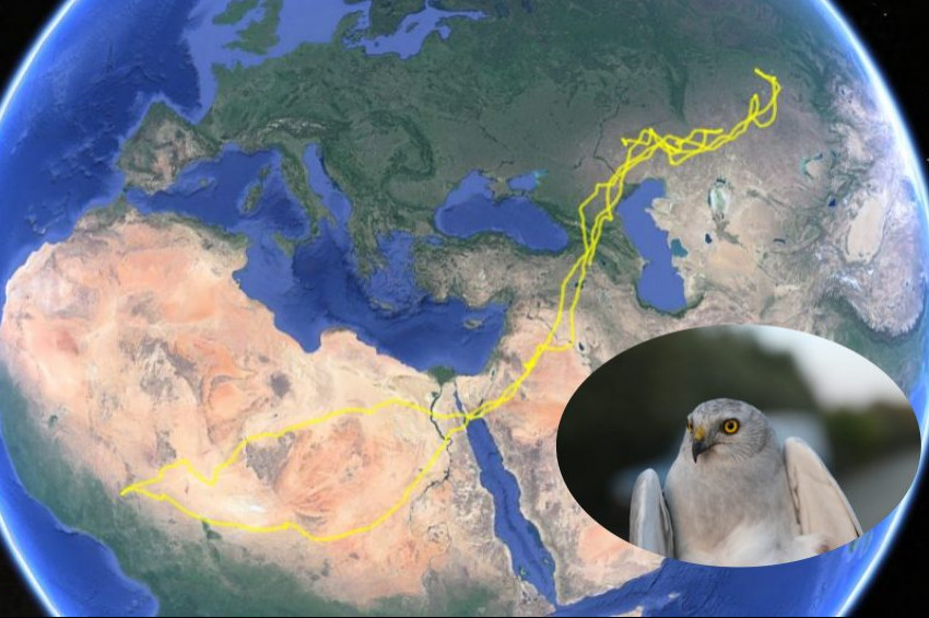 Diyar diyar gezen Bozkır Delicesinin çılgın yolculuğu