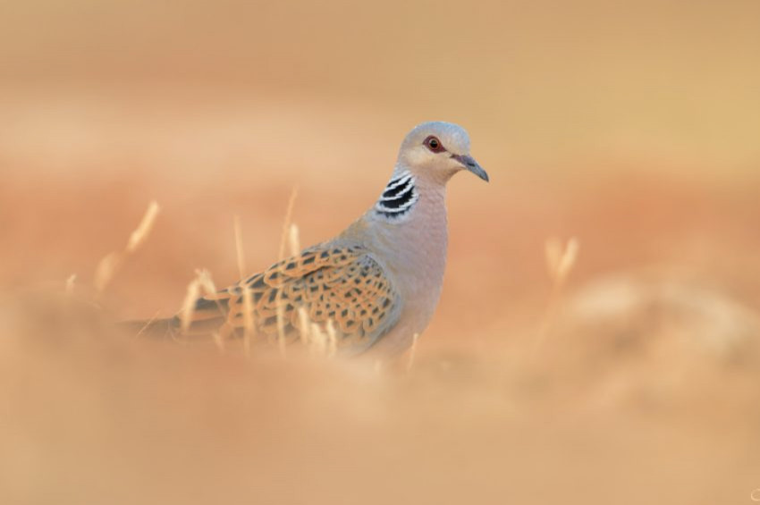 Avrupada 71 kuş türü yok olma tehlikesinde