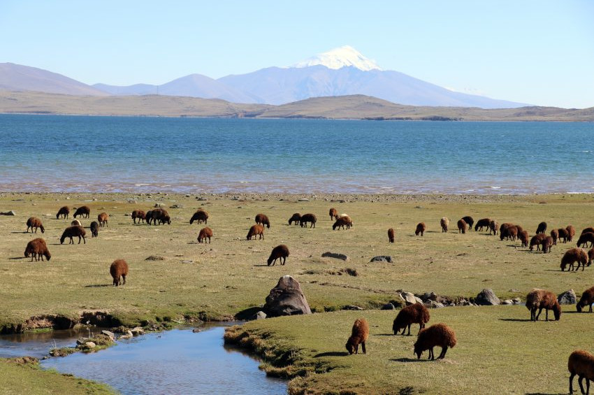 Ağrının Balık Gölü de kurumaya yüz tuttu