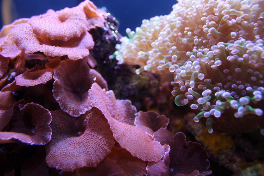 Küresel ısınmanın gözden uzak kurbanları: Mercanlar