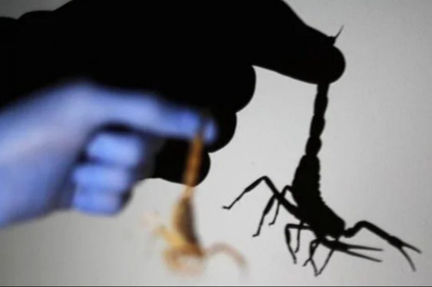 Mısırın Asvan kentinde akrep istilası