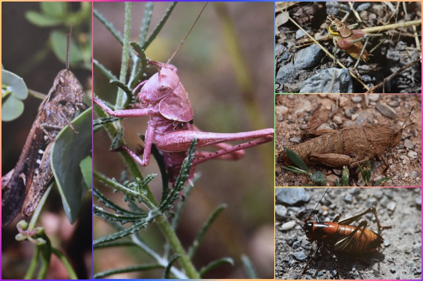 Hakkaride çekirge türü 69a çıktı