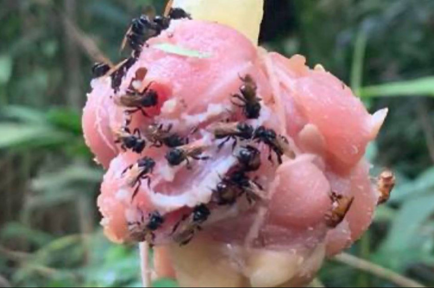 Akbaba Arıları’nın sindirim sistemleri sırtlanlara benziyor