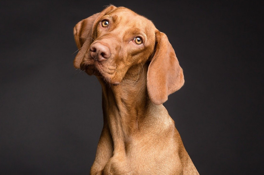 Köpekler niçin başlarını yana eğer?
